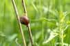 Nous avons l’habitude de trouver la compagnie des escargots et limaces plutôt indésirable dans nos jardins. Mais, en réalité, il ne faut pas chasser les escargots et les limaces du jardin, et ce, pour plusieurs bonnes raisons…